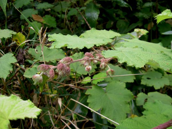 Rubus alceifolius