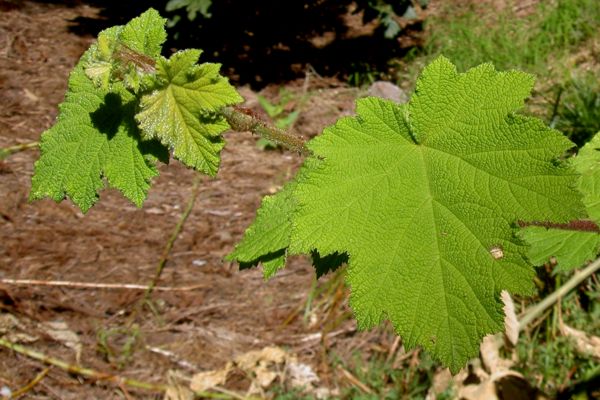 Rubus alceifolius