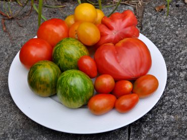 Solanum lycopersicum