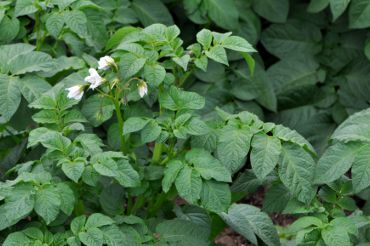 Solanum tuberosum