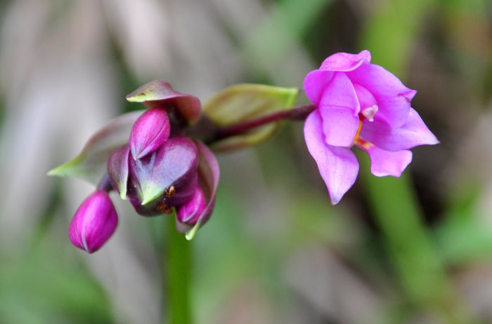 Spathoglottis plicata