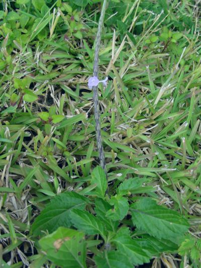 Stachytarpheta jamaicensis