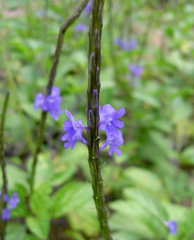 Stachytarpheta jamaicensis