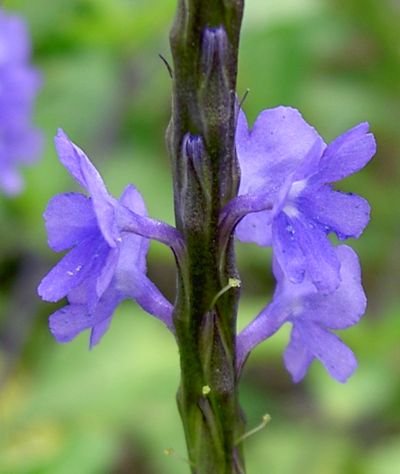 Stachytarpheta jamaicensis