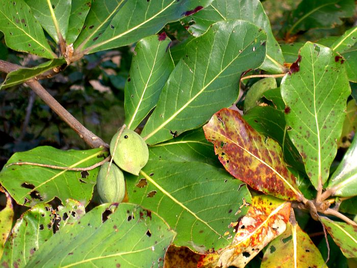 Terminalia catappa