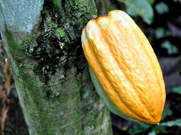 Theobroma cacao