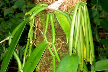 Vanilla planifolia