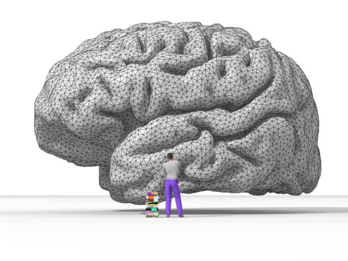 Représentation du cerveau humain