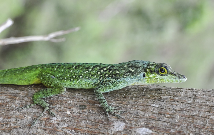 Anolis roquet