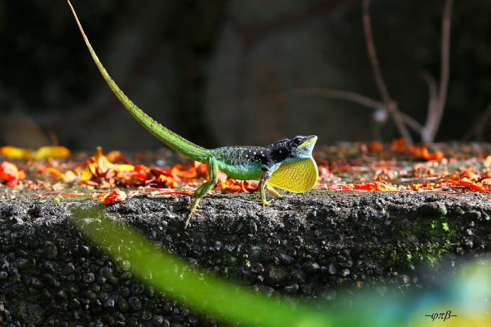 Anolis roquet