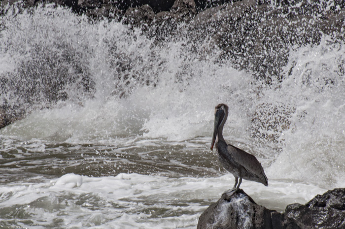 Pelecanus occidentalis