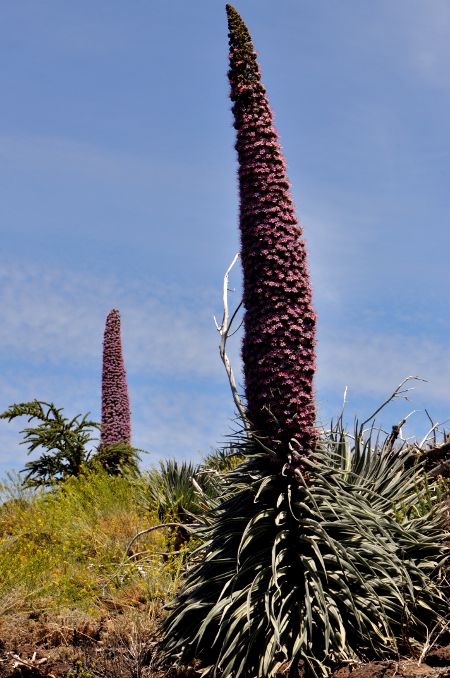 Echium wildpretii