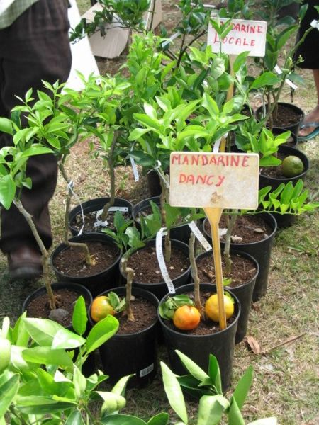 mandarine