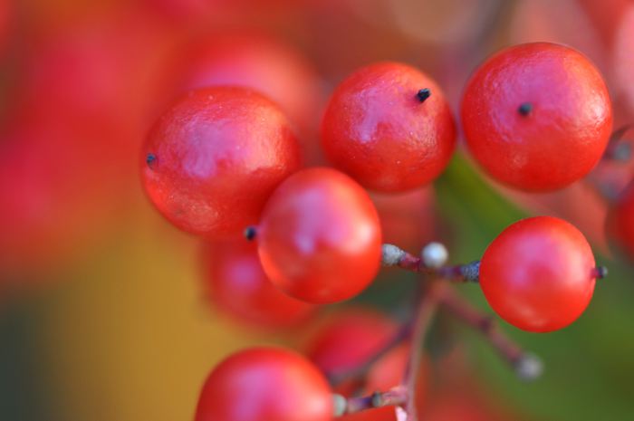 Nandina